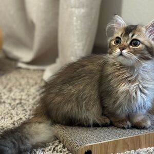 Meet your Posher, Arabian princess